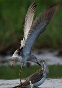 Lesser Yellowlegs