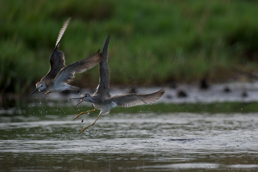 Lesser Yellowlegs