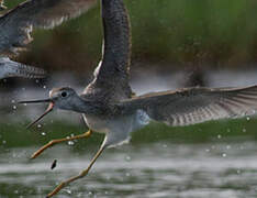 Lesser Yellowlegs