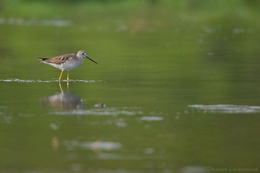 Lesser Yellowlegs