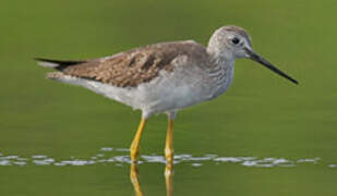 Lesser Yellowlegs