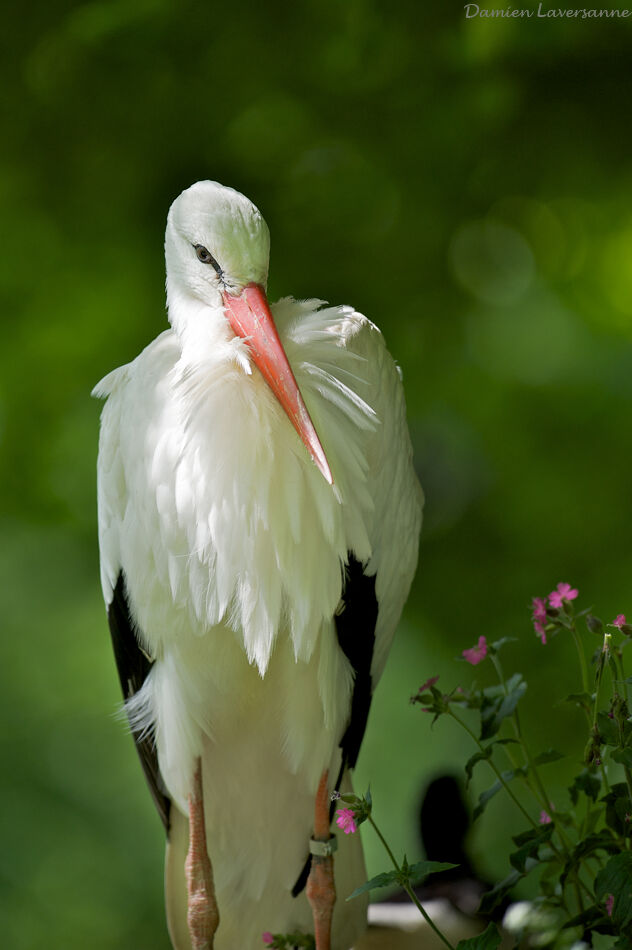 White Stork