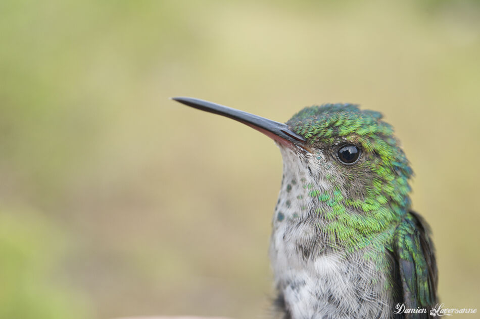 Blue-chinned Sapphire female