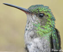 Blue-chinned Sapphire