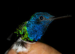 White-necked Jacobin