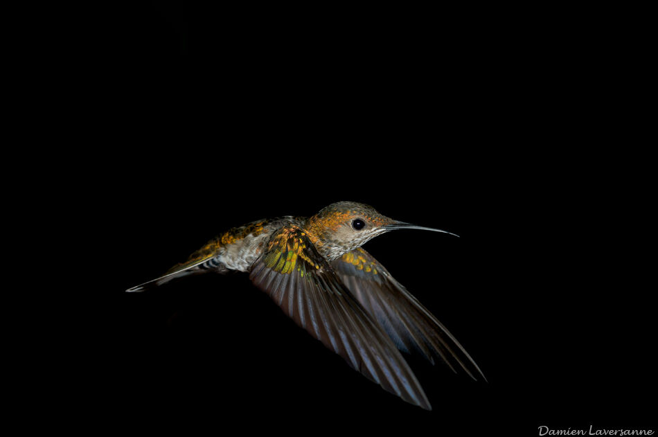 White-necked Jacobin female