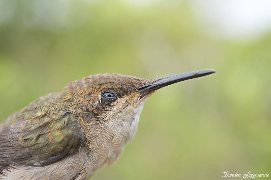 Colibri rubis-topaze femelle