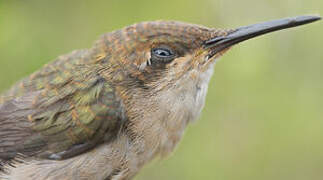 Ruby-topaz Hummingbird