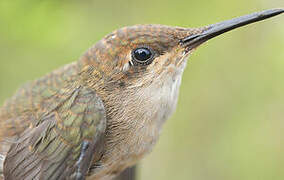 Ruby-topaz Hummingbird