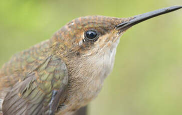 Colibri rubis-topaze