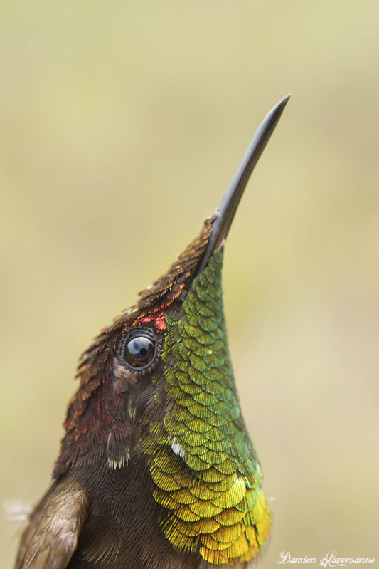Colibri rubis-topaze mâle