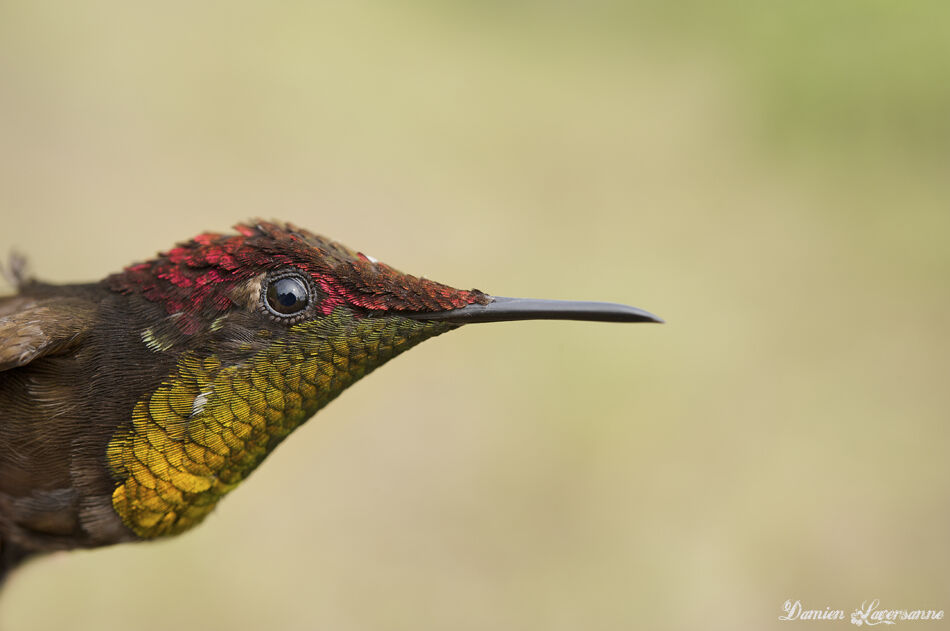 Colibri rubis-topaze mâle