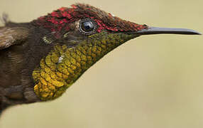 Ruby-topaz Hummingbird