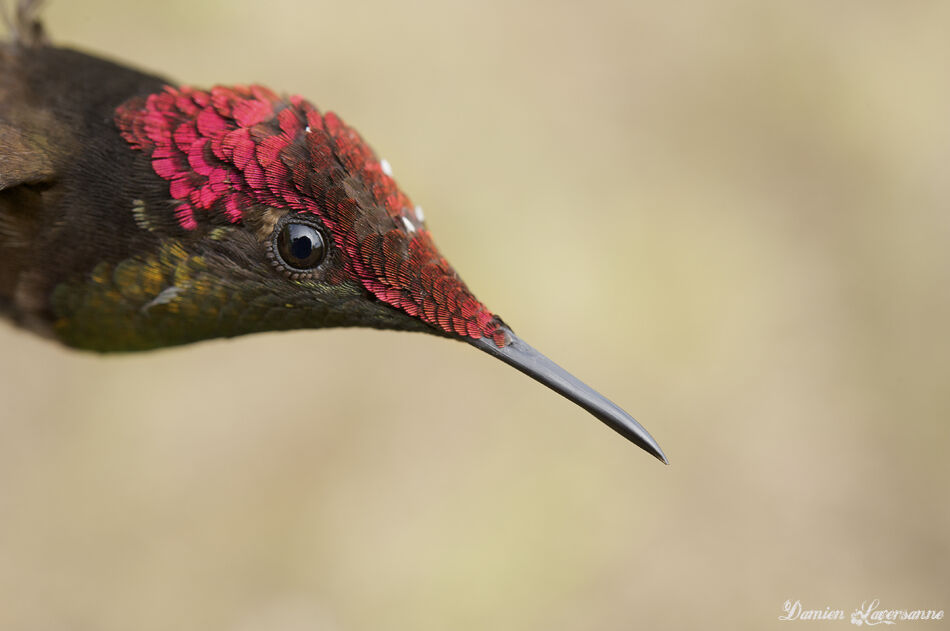 Colibri rubis-topaze mâle