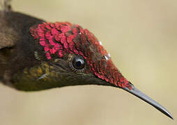 Ruby-topaz Hummingbird