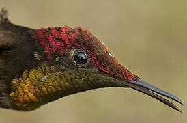 Ruby-topaz Hummingbird