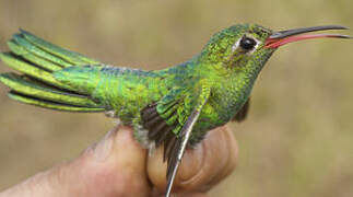 Colibri tout-vert