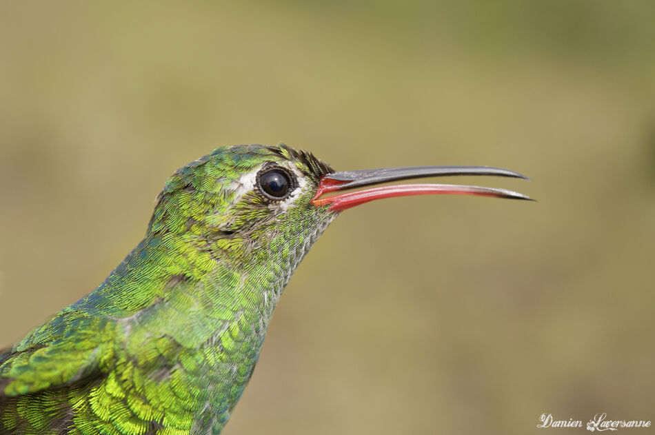 Green-tailed Goldenthroat