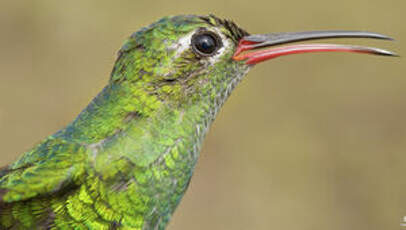 Colibri tout-vert