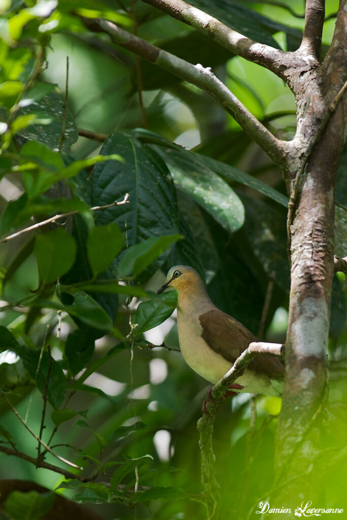 Grey-fronted Dove