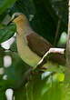 Colombe à front gris