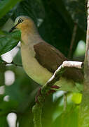 Grey-fronted Dove