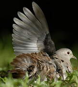 Ruddy Ground Dove