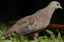 Ruddy Ground Dove