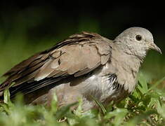 Ruddy Ground Dove