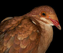 Ruddy Quail-Dove