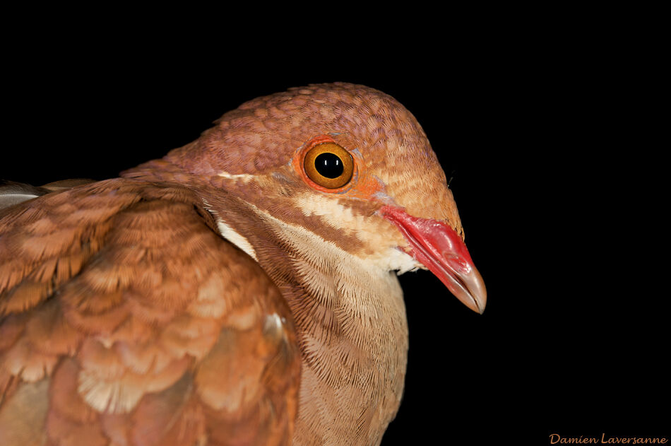 Colombe rouviolette