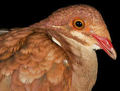 Ruddy Quail-Dove