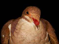 Ruddy Quail-Dove