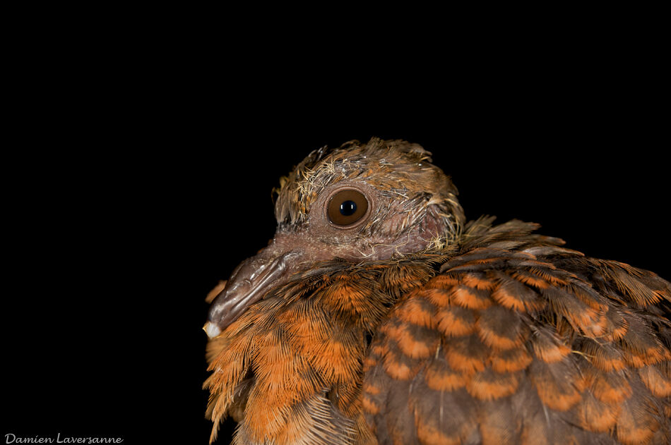 Ruddy Quail-Dovejuvenile