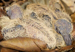 Ruddy Quail-Dove