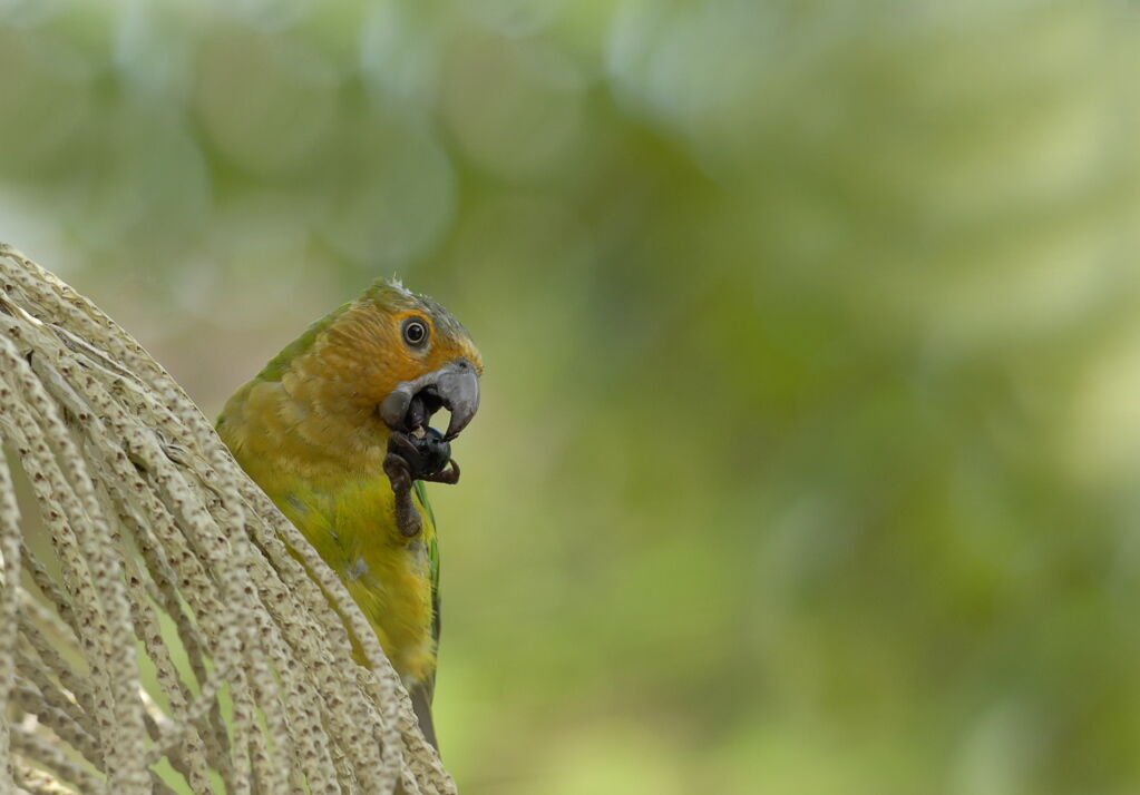 Conure cuivrée