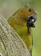 Brown-throated Parakeet