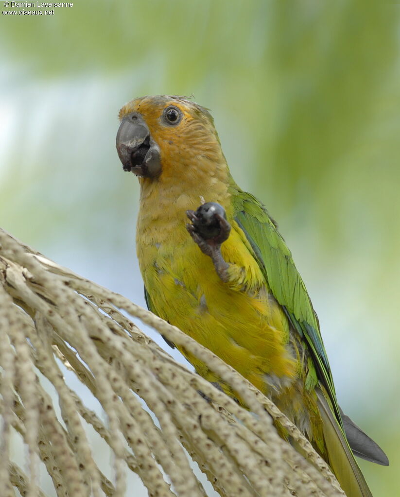 Brown-throated Parakeet