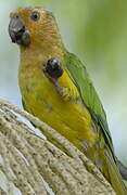 Brown-throated Parakeet