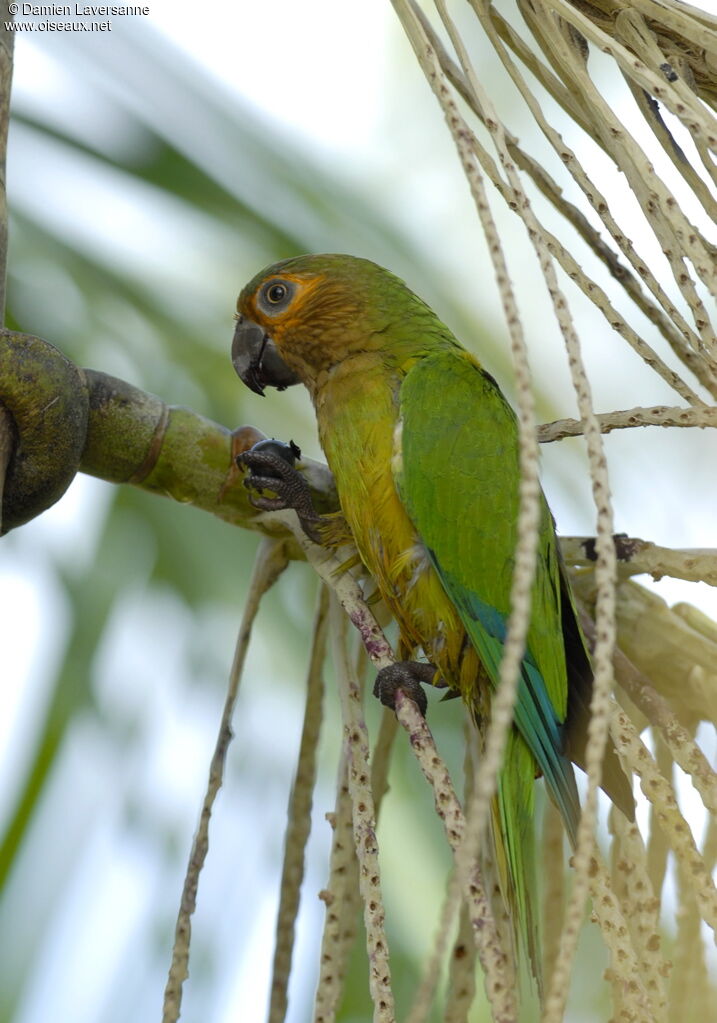 Brown-throated Parakeet