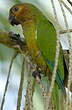 Conure cuivrée