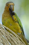 Conure cuivrée