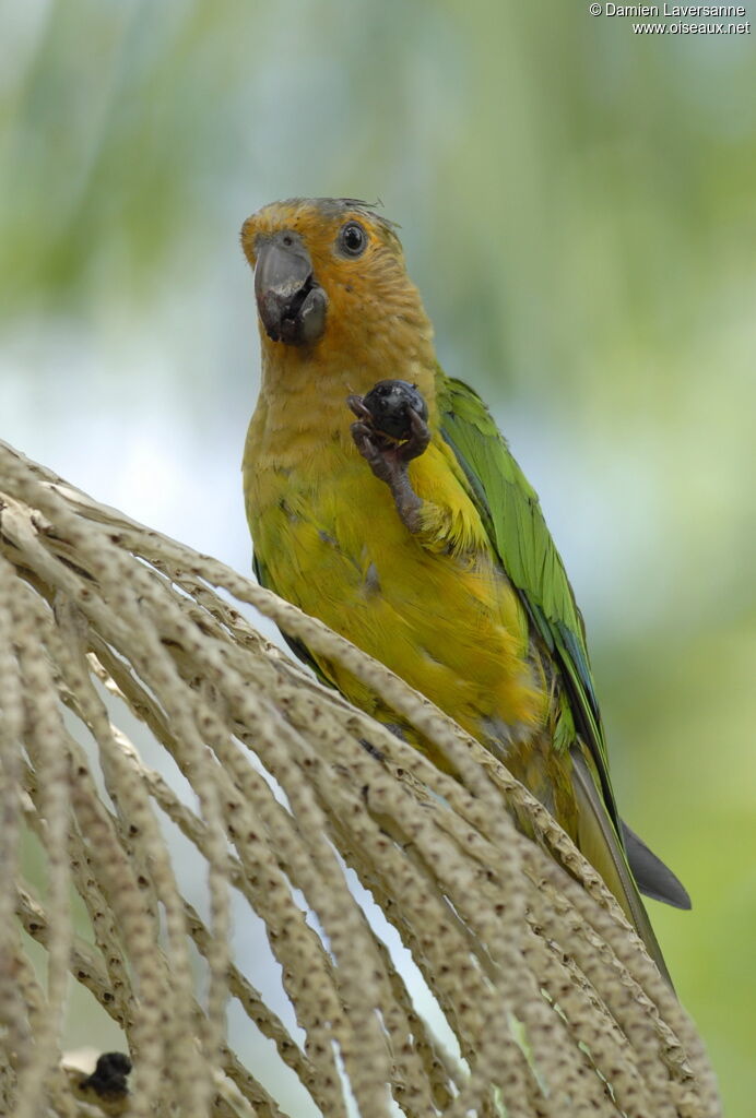 Brown-throated Parakeet