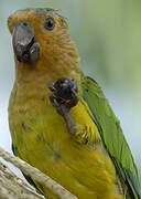 Conure cuivrée