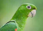 Conure pavouane