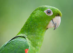 White-eyed Parakeet