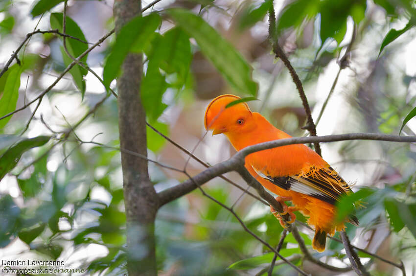 Guianan Cock-of-the-rock male adult breeding, identification