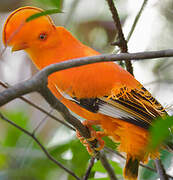 Guianan Cock-of-the-rock