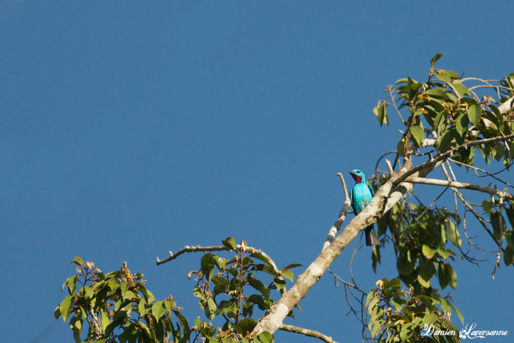 Spangled Cotinga