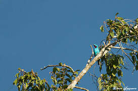 Cotinga de Cayenne